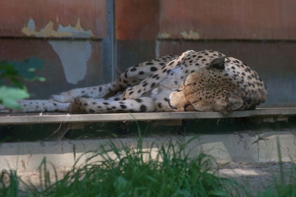 Ein Gepard döst auf einer Liegefläche aus Holz und wird ein wenig von der Sonne angestrahlt.