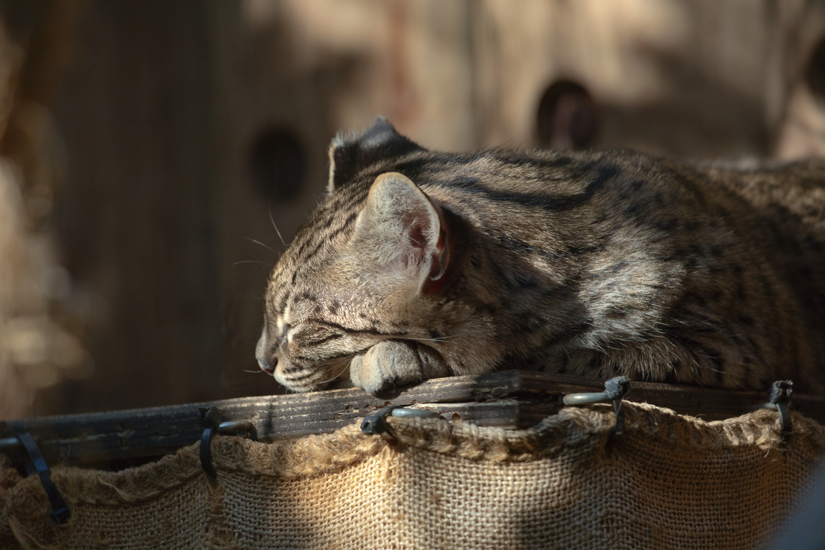Eine Kleinfleckkatze döst auf einer Holzplattform in der Sonne.
