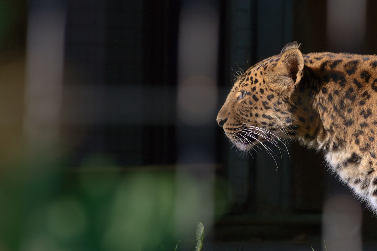 Ein Chinaleopard schaut geradeaus und ist dabei genau im Profil abgebildet. Das unscharfe Gitter bildet ein helles Streifenmuster im Vordergrund.
