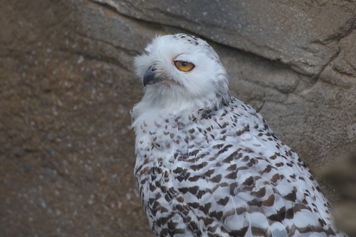 Eine Schneeeule mit halb geöffneten Augenliedern.