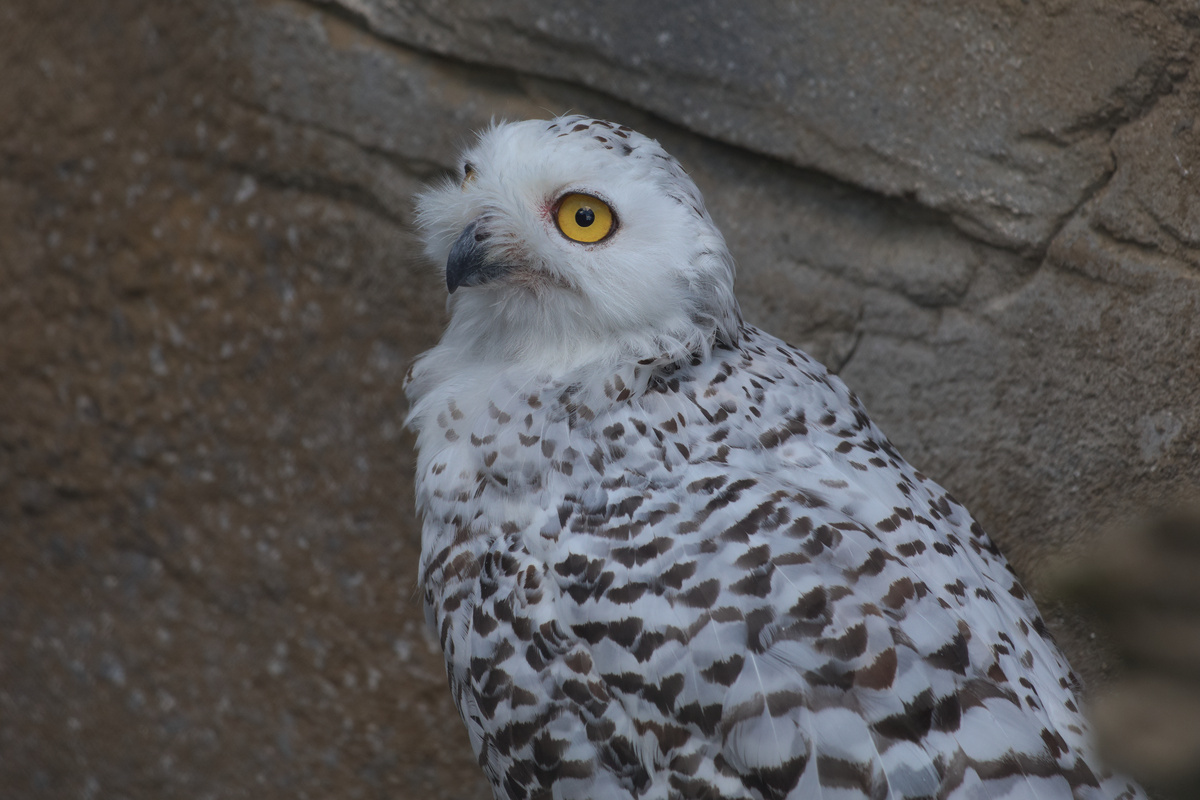Eine Schneeeule mit weit geöffneten Augenliedern.