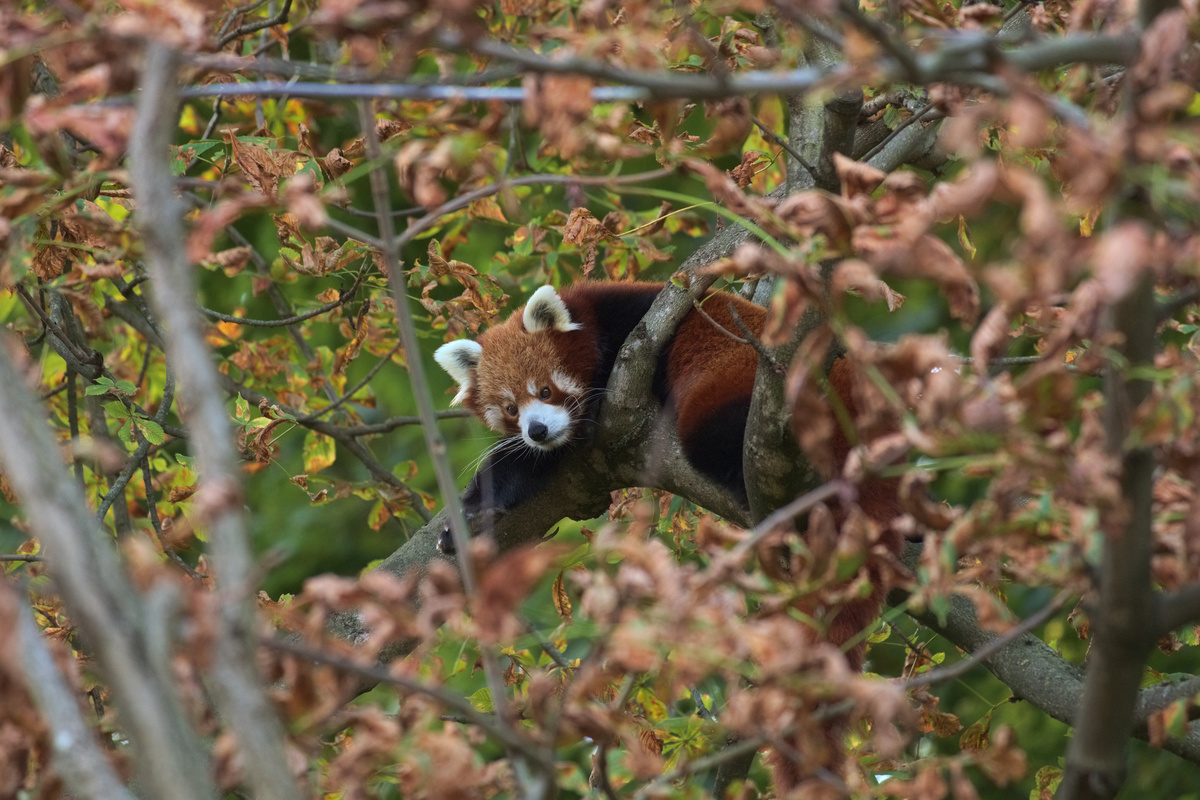 Ein roter Panda liegt auf einem Ast und ist von herbstlich gefärbten Blättern umgeben.