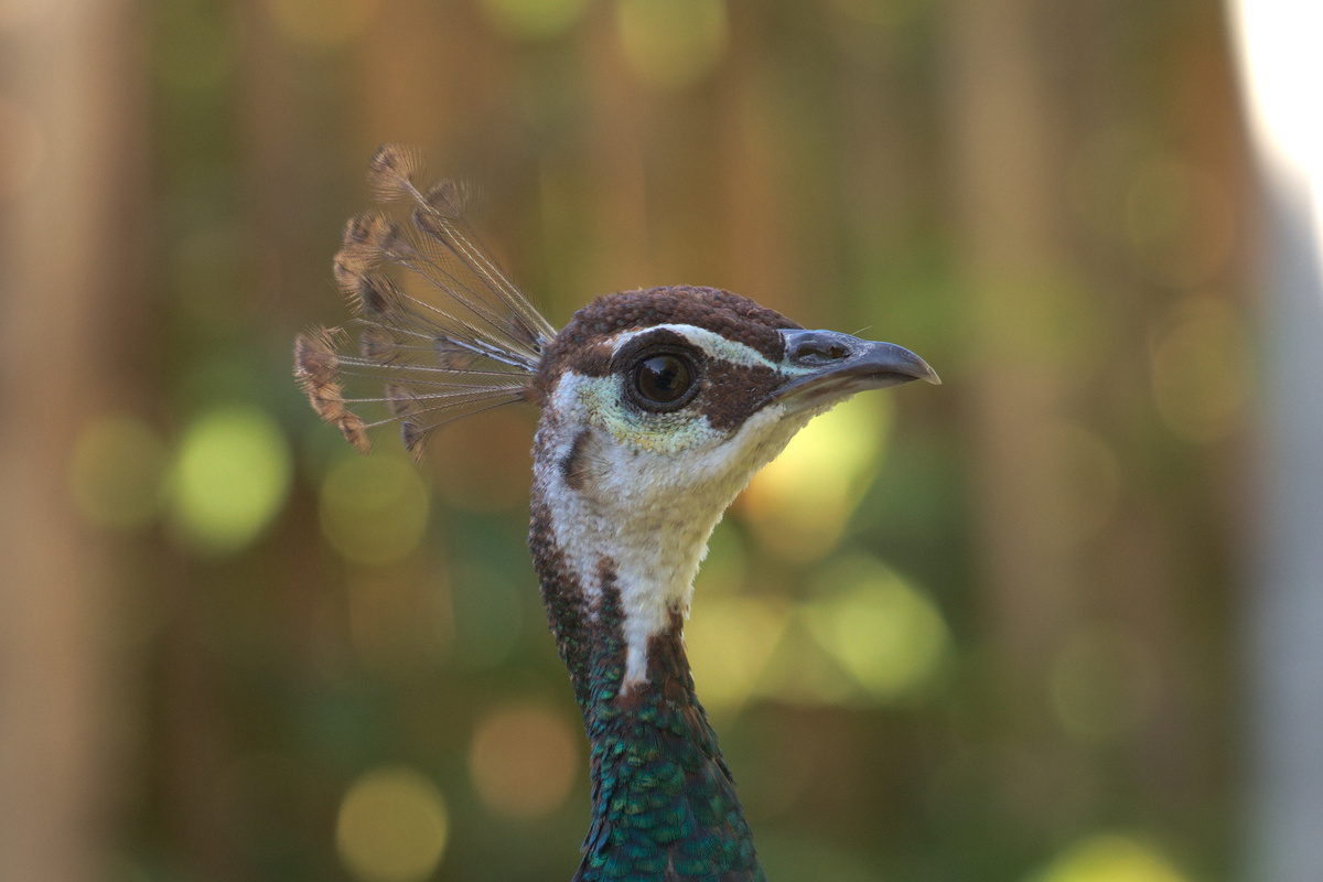 Ein Pfauenkopf in Nahaufnahme mit sehr deutlichen Kopffedern.