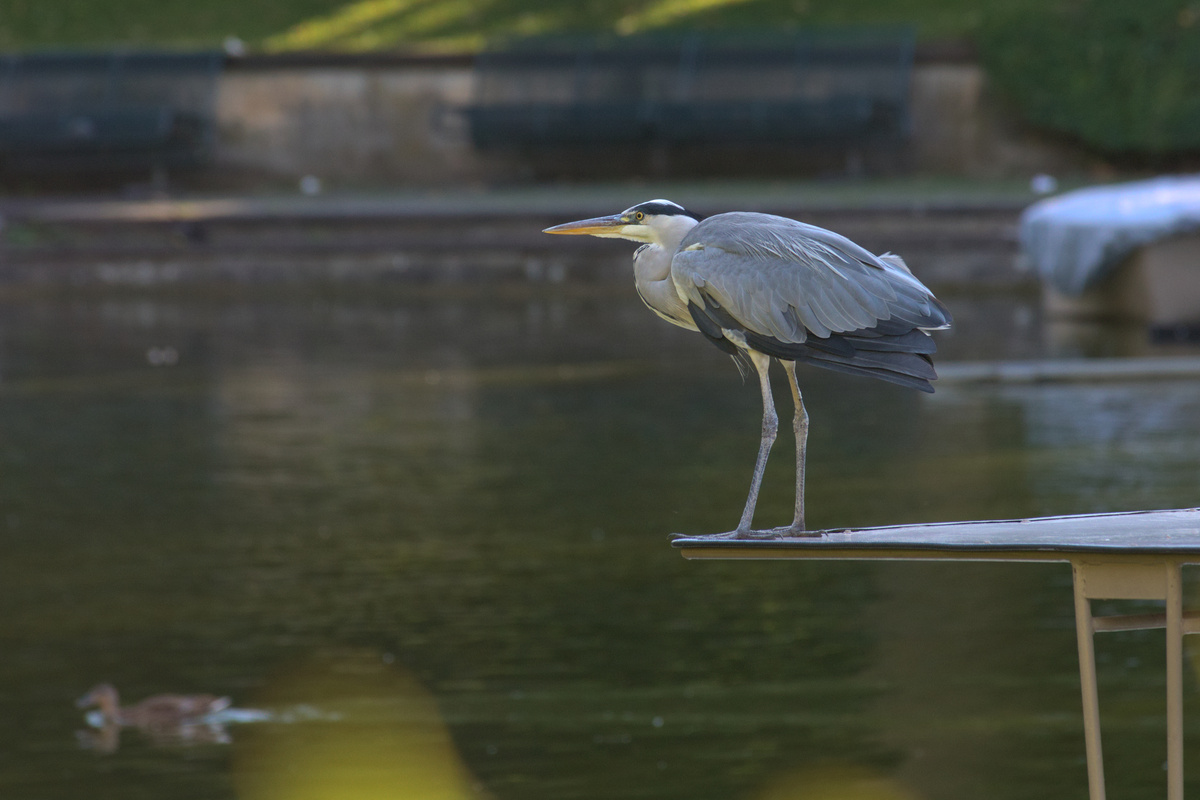 Ein Graureiher steht an einer Dachkante an einem kleinen See.