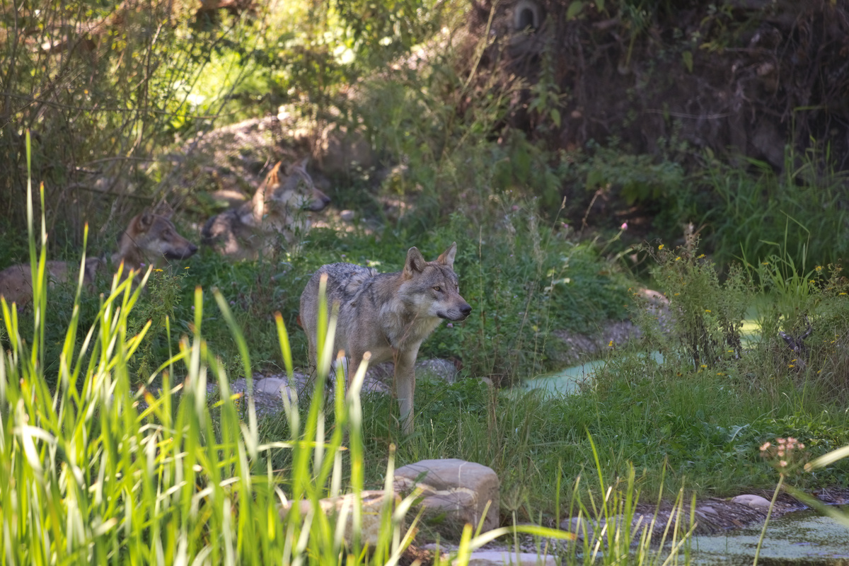 Ein Wolf steht an einer nahen Stelle im Gras und schaut nach vorne. Hinter ihm sind zwei weitere Wölfe im Gras am loafen.
