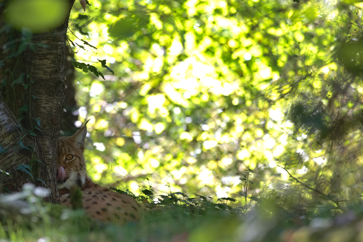 Ein Luchs ist am Liegen und schaut mit dem halben Kopf hinter einem Baumstamm hervor, während er sich die Nase schleckt. Der Hintergrund ist stark überbelichtet.