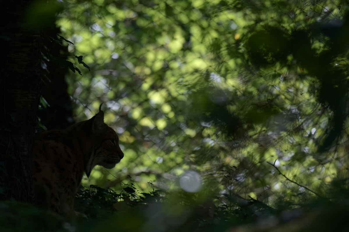 Der gleiche Luchs, jetzt mit dem Kopf nach rechts geradeausschauend und nur noch als Schatten gegen den hellen Hintergrund zu erkennen.