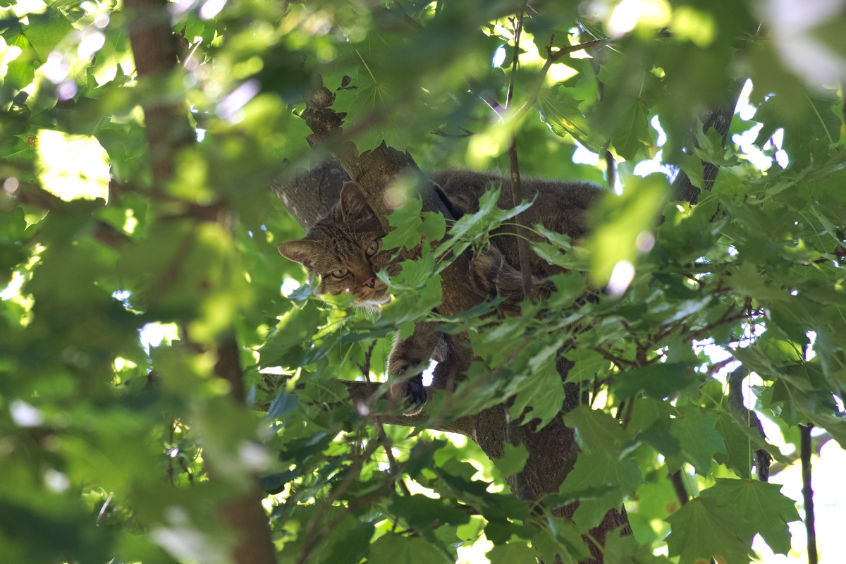 Eine Wildkatze liegt auf einem Ast in einem Baum und ist von Laub umgeben. Sie schaut direkt in die Kamera.