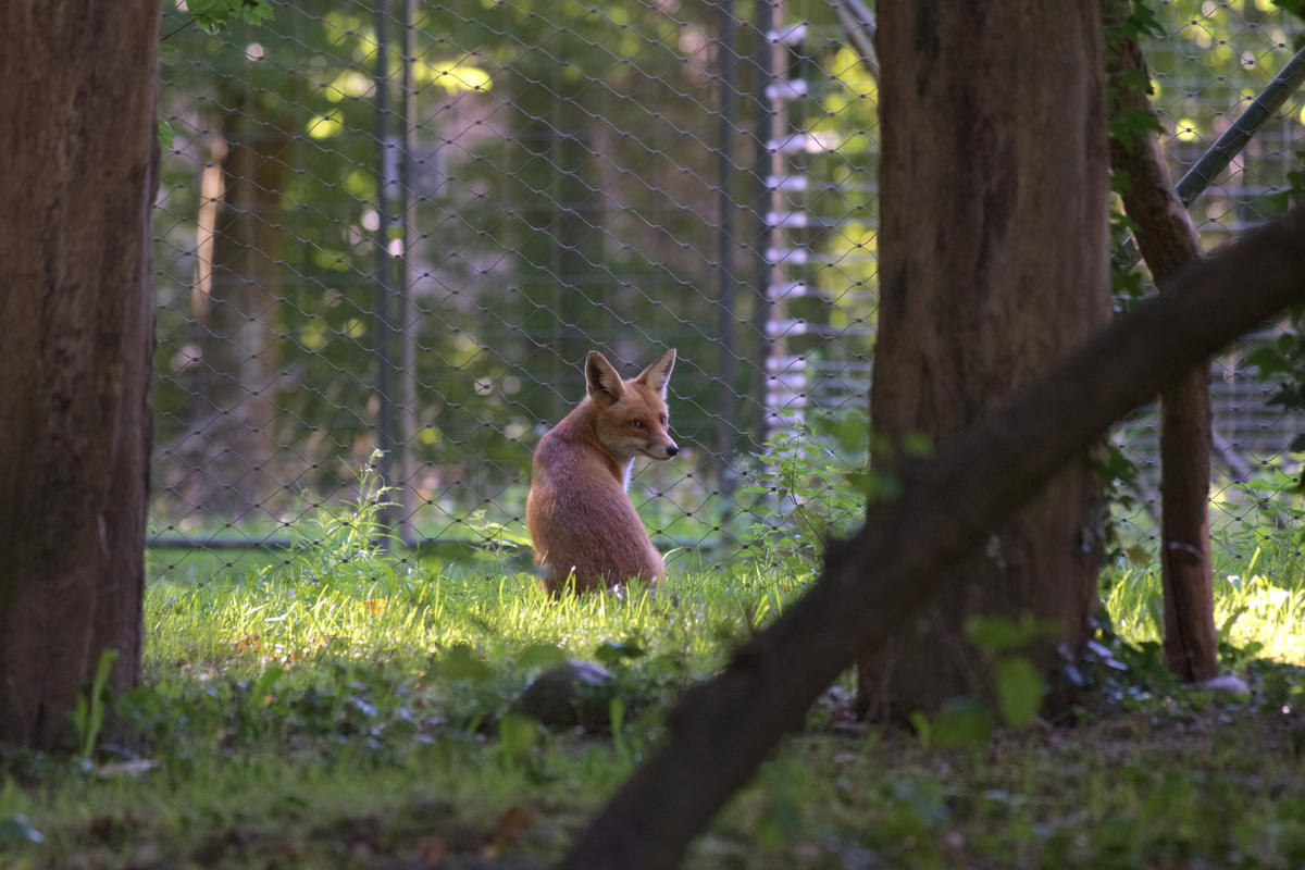 Ein Fuchs sitzt zwischen zwei Bäumen und vor einem Gitter im Gras und schaut hinter sich in Richtung der Kamera.