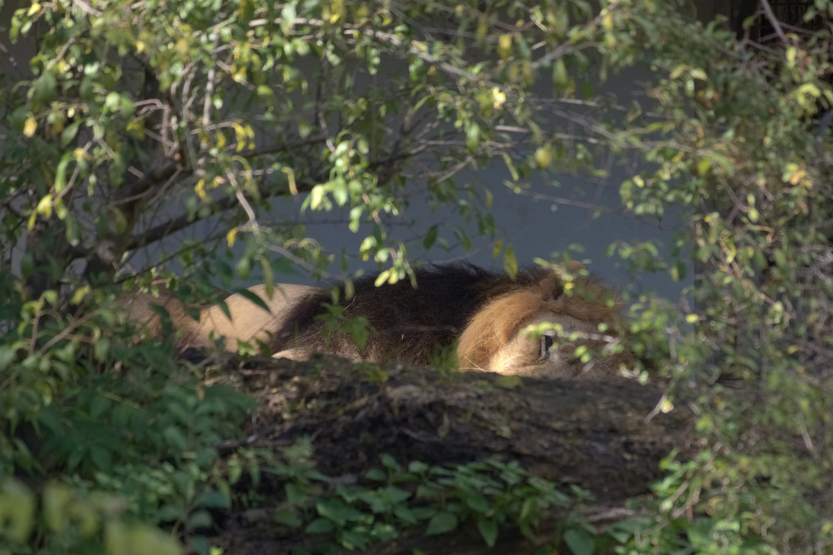 Ein Löwe döst hinter einem Baumstamm und ist zur Hälfte zu erkennen.