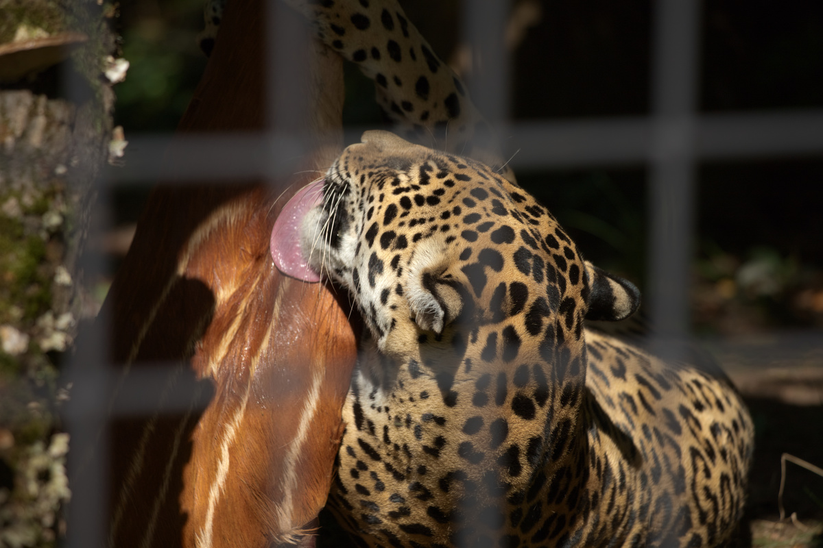 Ein Leopard schleckt an einem Bein eines Tieres, das in seinem Gehege als Futter aufgehangen ist.