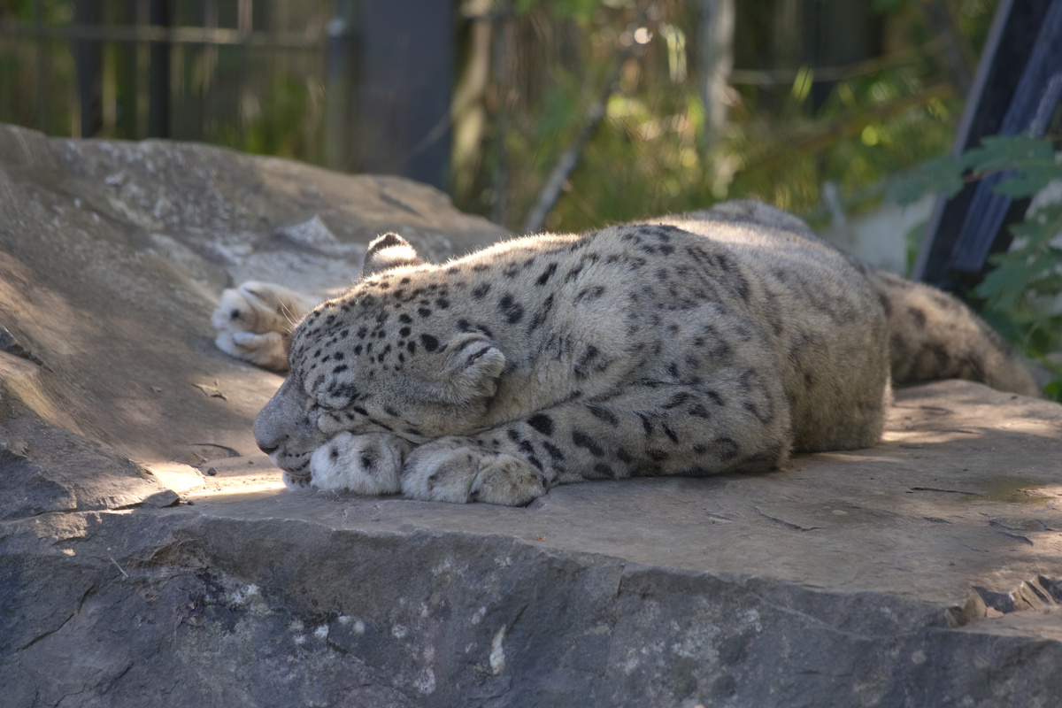 Ein Schneeleopard döst auf einem Stein und hat dabei seinen Kopf auf den Vorderpfoten abgelegt.