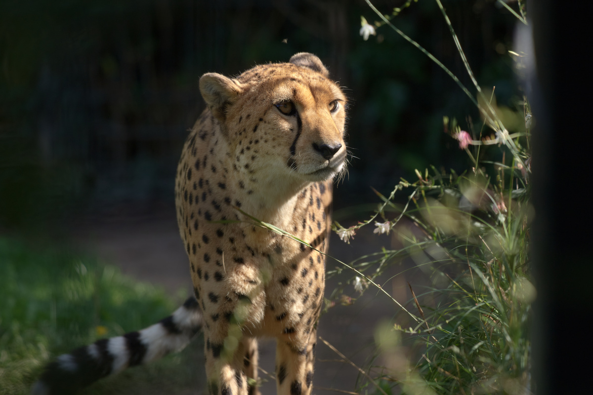Der gleiche Gepard mlemt nicht mehr und schaut stattdessen interessiert aus dem Gehege heraus.