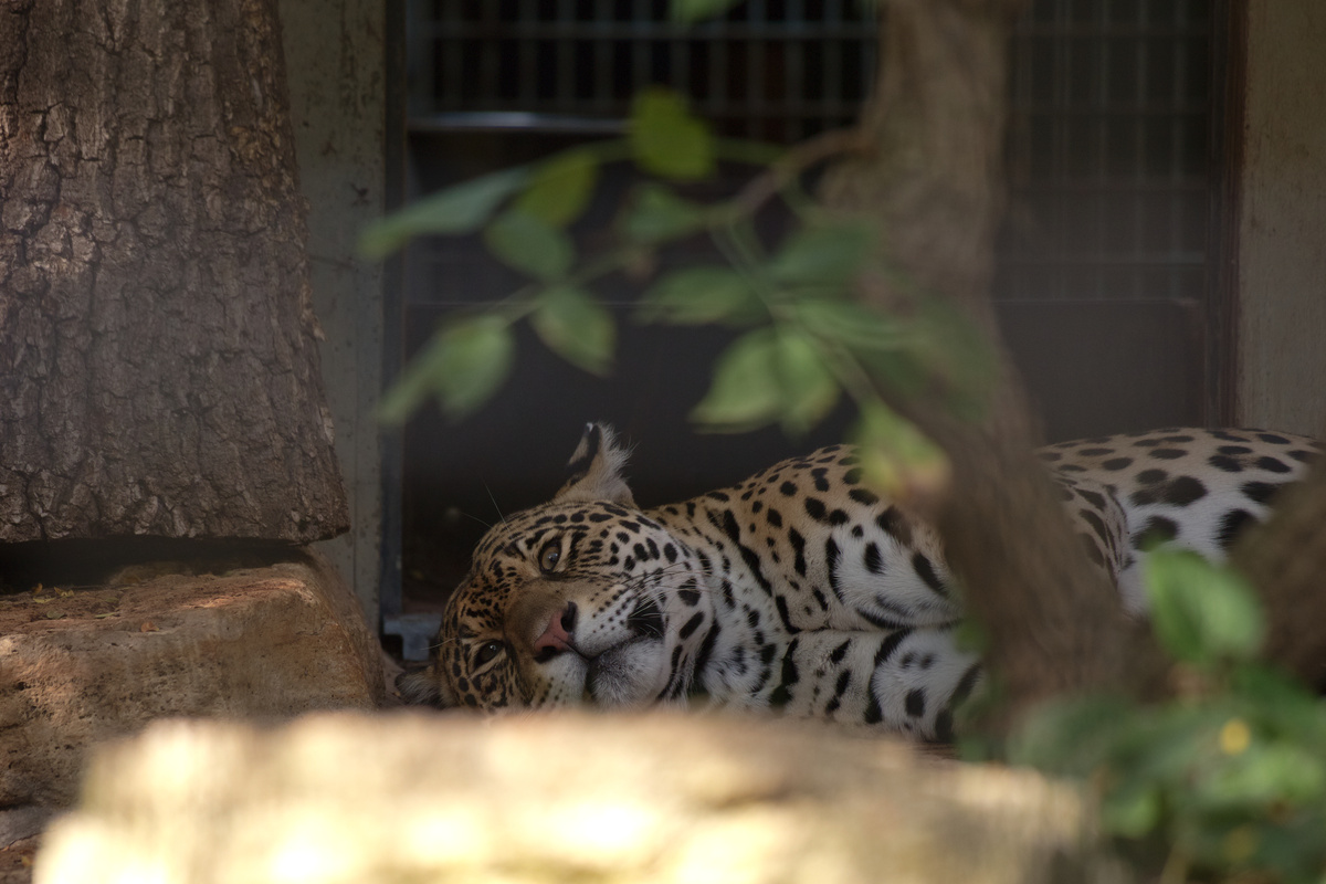 Ein Jaguar döst in seinem Gehege und schaut mit seinen leicht offenen Augen genau in die Kamera.