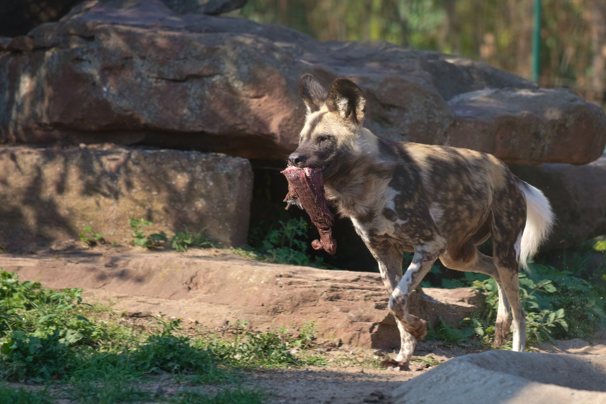 Ein AWD läuft mit einem Stück Fleisch, das aus seiner Schnauze hängt.
