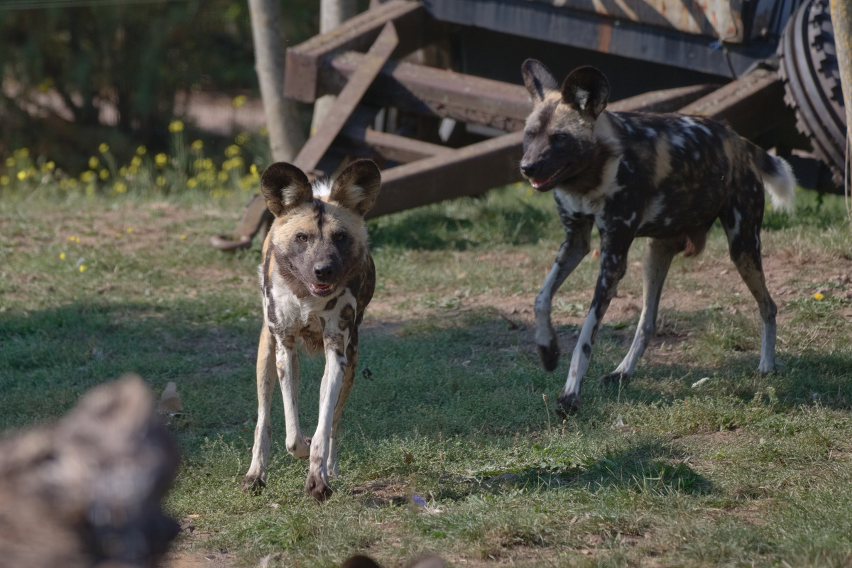 Zwei AWDs laufen hintereinander durch das Gehege. Im Hintergrund ist ein Anhänger mit Zebramuster als Deko zu sehen.