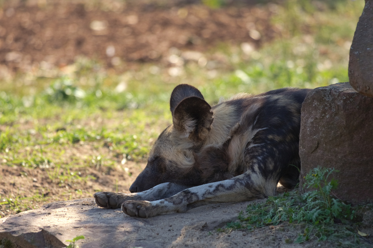 Ein AWD döst mit ausgestreckten Vorderpfoten auf einem Stein im Schatten.