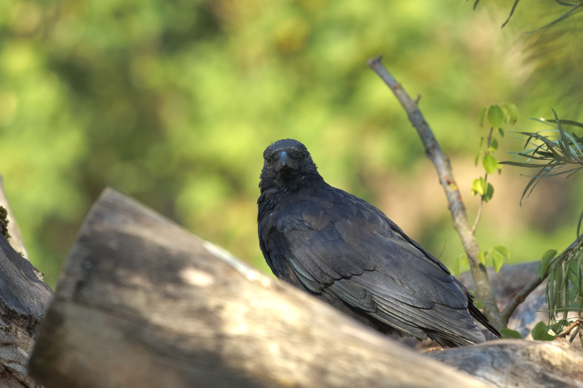 Eine Krähe sitzt auf einem Stapel Holz und schaut in die Kamera. Recht von ihr sind ein paar Äste, der Hintergrund ist unscharfes Grün.