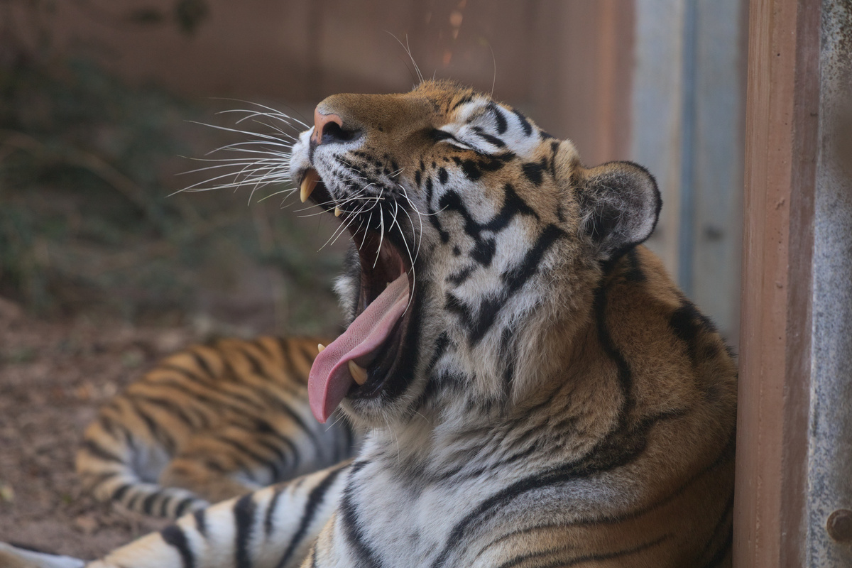 Die selbe Tigerin gähnt mit weit aufgerissener Schnauze.