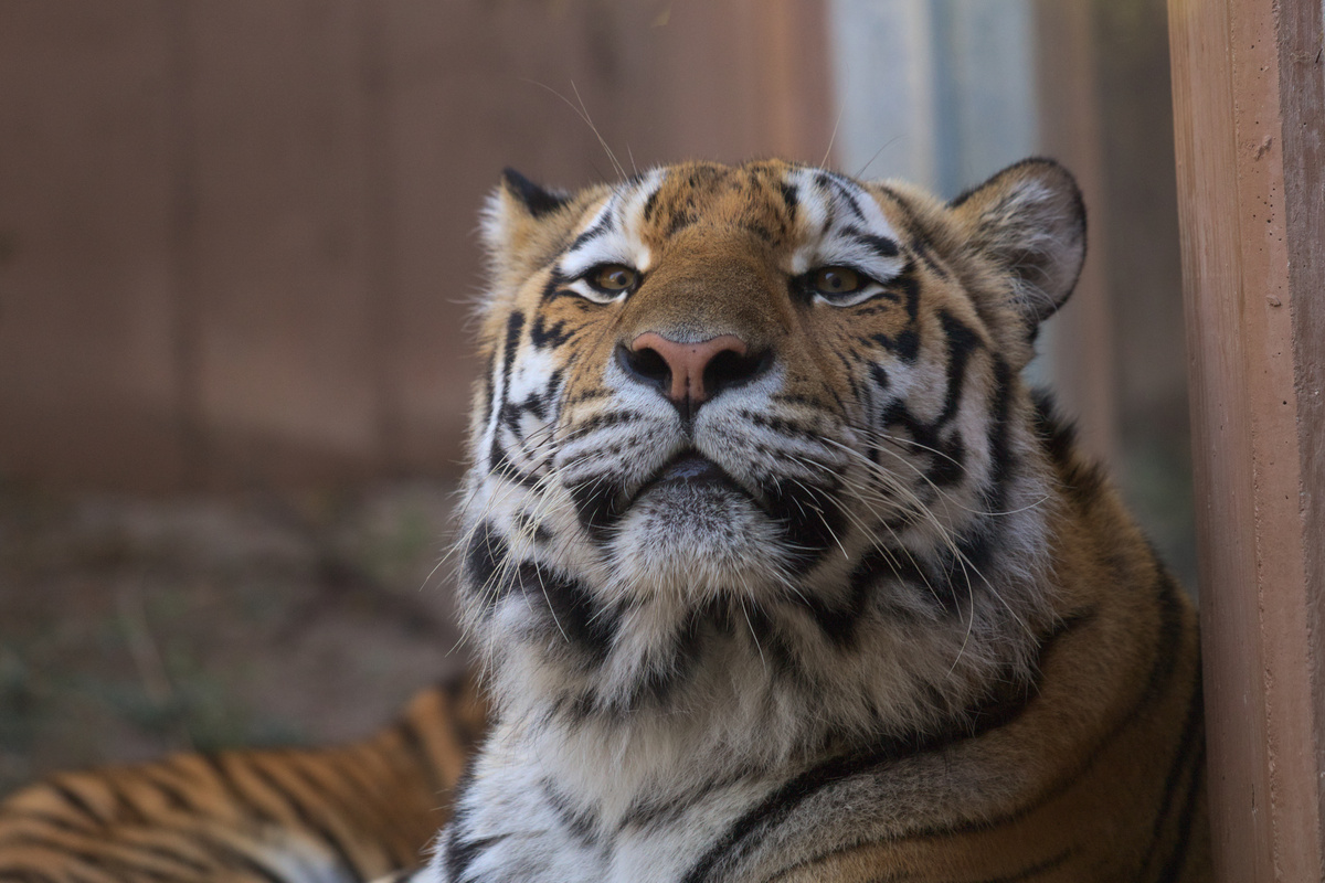 Eine Tigerin schaut liegend mit erhobenem Kopf direkt in die Kamera.