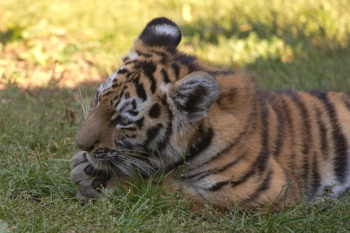 Ein junger Tiger liegt auf dem Boden und leckt sich die rechte Vorderpfote.