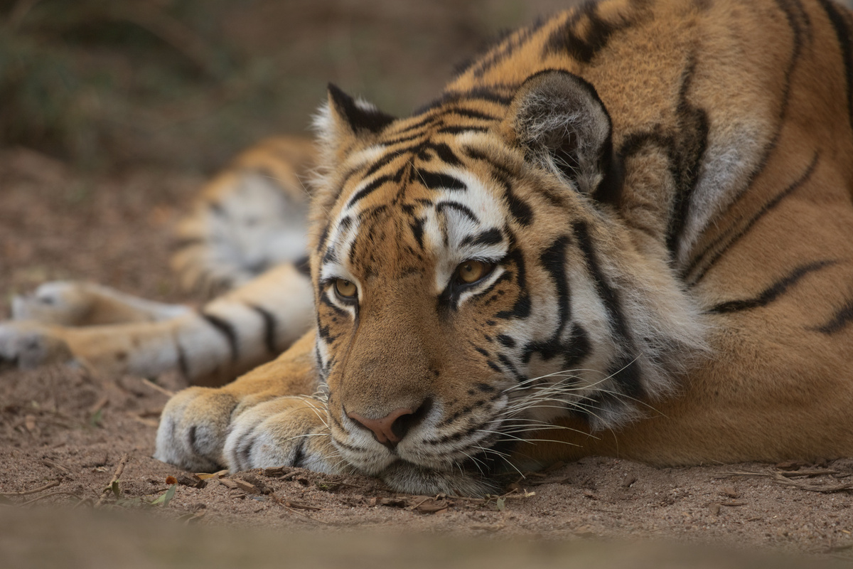 Die Tigerin hat ihren Kopf neben ihren Vorderpfoten auf dem Boden abgelegt und schaut nach vorne.