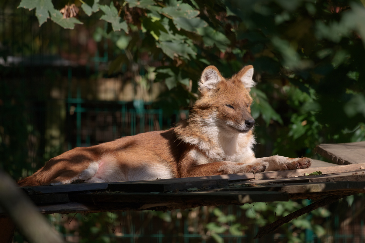 Ein Rothund liegt auf einer Holzplattform und schaut nach vorne, wobei er von der Sonne geblendet wird.