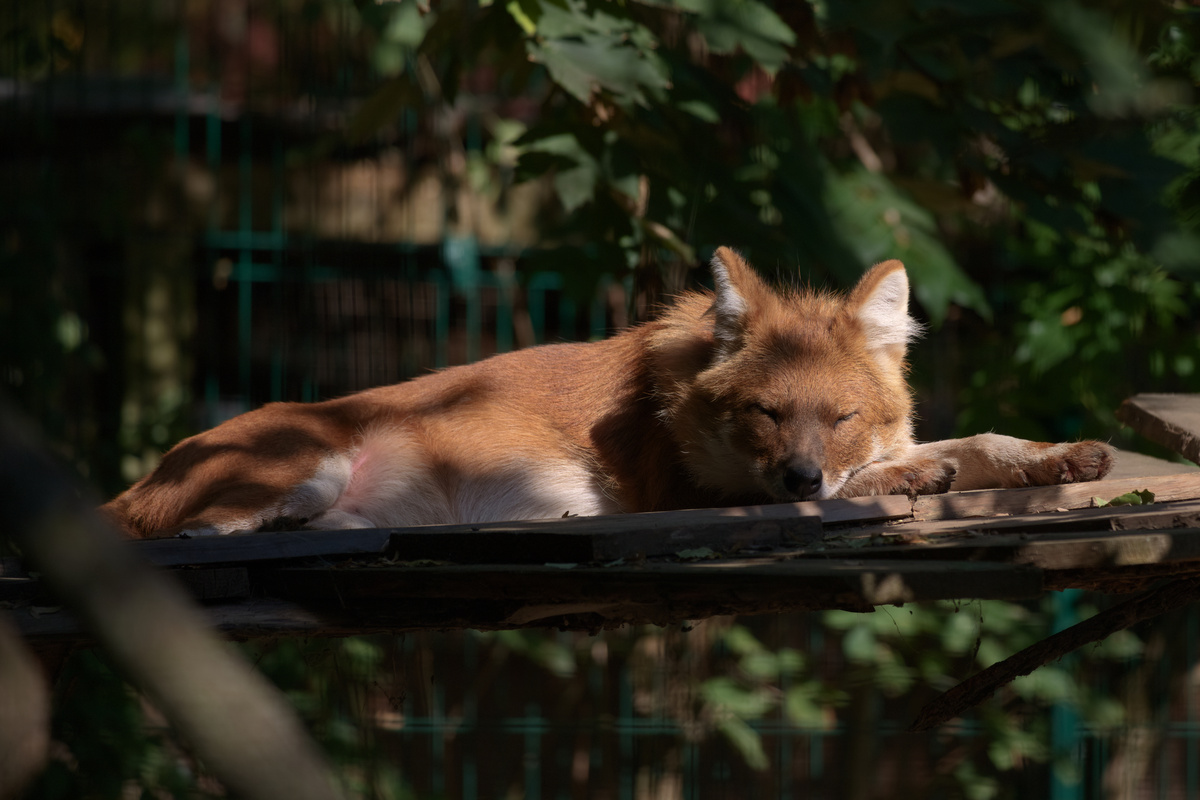 Der Rothund hat seinen Kopf auf seinen Vorderpfoten abgelegt.