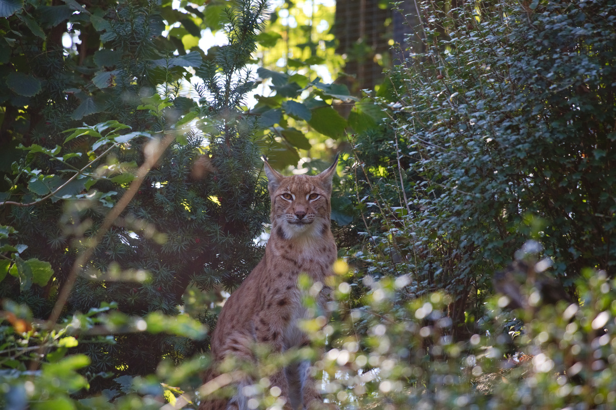 Ein Luchs steht mittig zwischen zwei hohen Büschen und schaut genau in die Kamera.