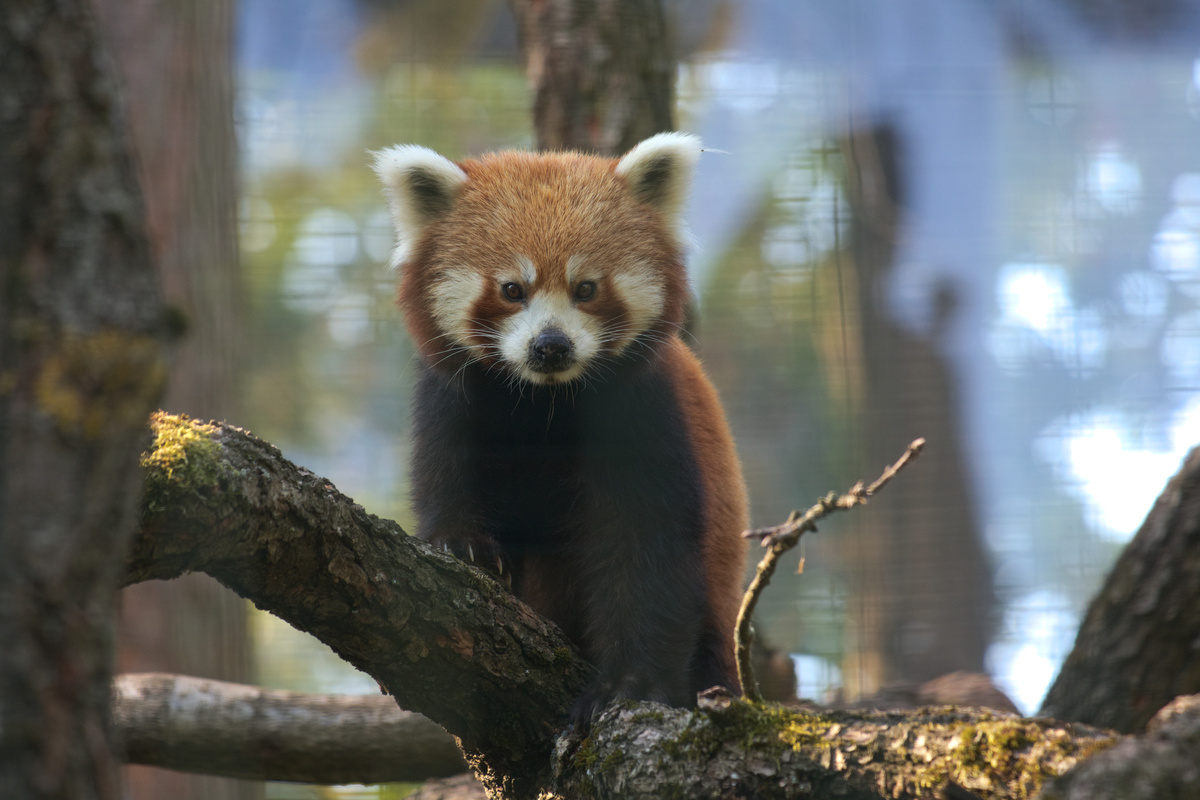 Ein roter Panda steht auf einem Ast und schaut genau in die Kamera.