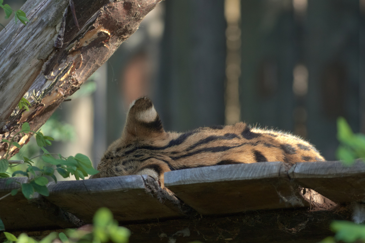 Ein Serval liegt auf einer Holzplattform, es ist nur der Hinterkopf und der Rücken zu sehen.