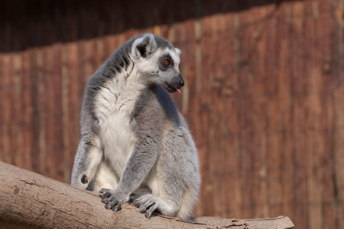 Ein Katta sitzt auf einem waagerechten Baumstamm, schaut hinter sich und blept.