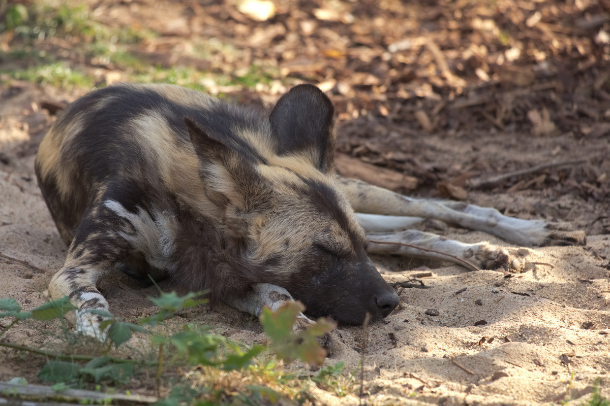 Ein anderer AWD döst ähnlich auf sandigem Untergrund.