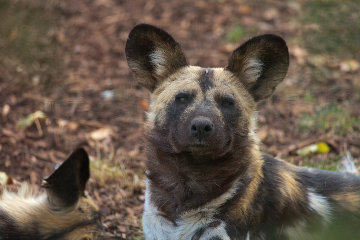 Ein AWD loafed auf dem Boden und schaut mit erhobenem Kopf direkt in die Kamera. Im Hintergrund ist links unten unscharf der Hinterkopf eines anderen AWD zu sehen.