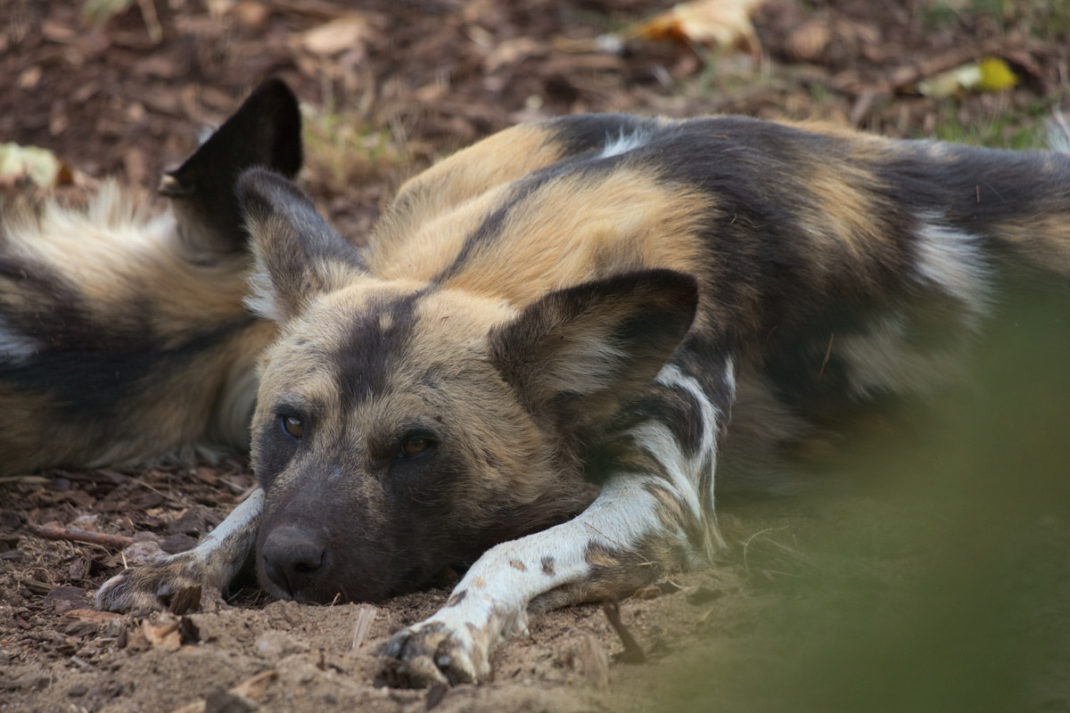Der gleiche AWD hat seinen Kopf zwischen seinen Vorderpfoten abgelegt und schaut weiterhin in Richtung Kamera.