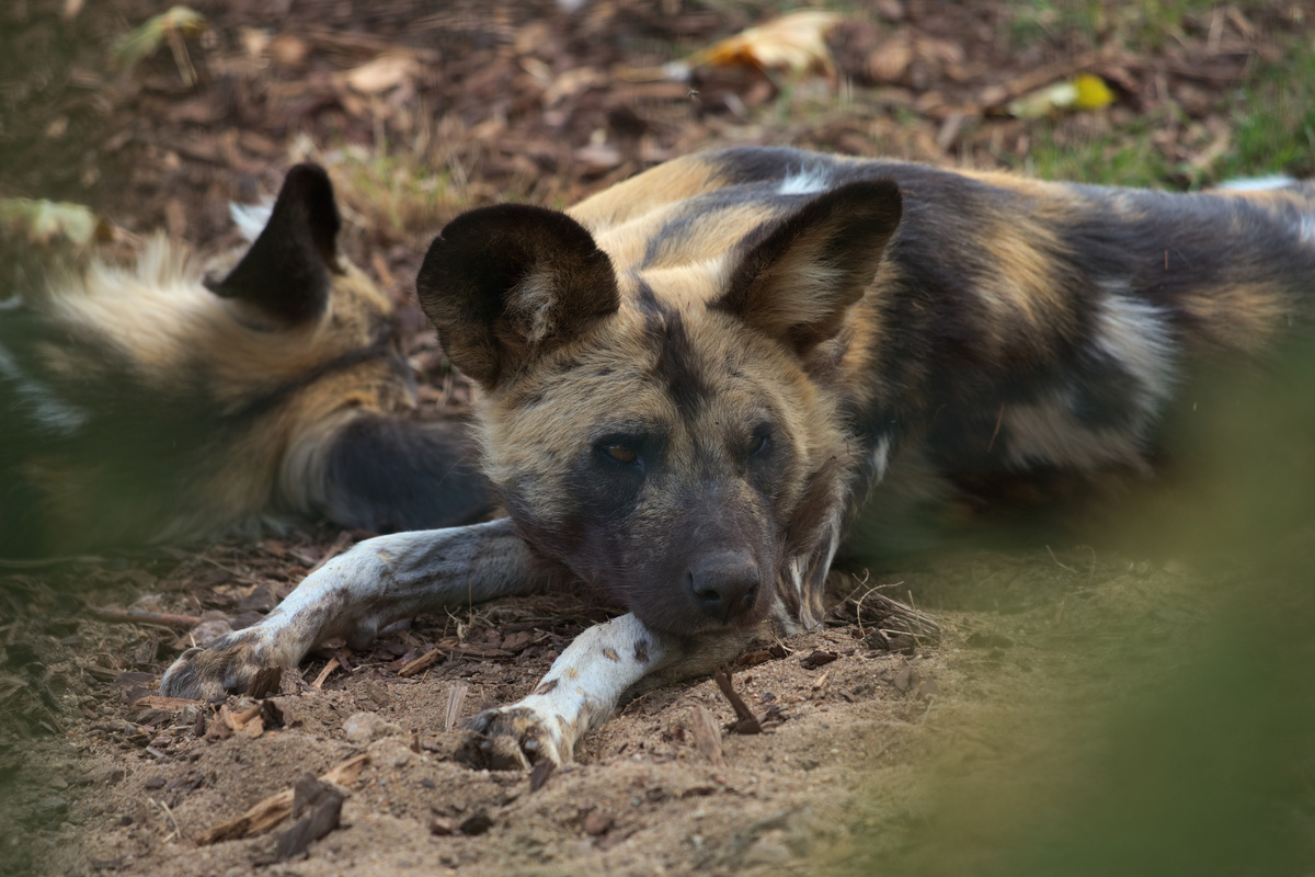 Jetzt hat er den Kopf nach links gedreht.
