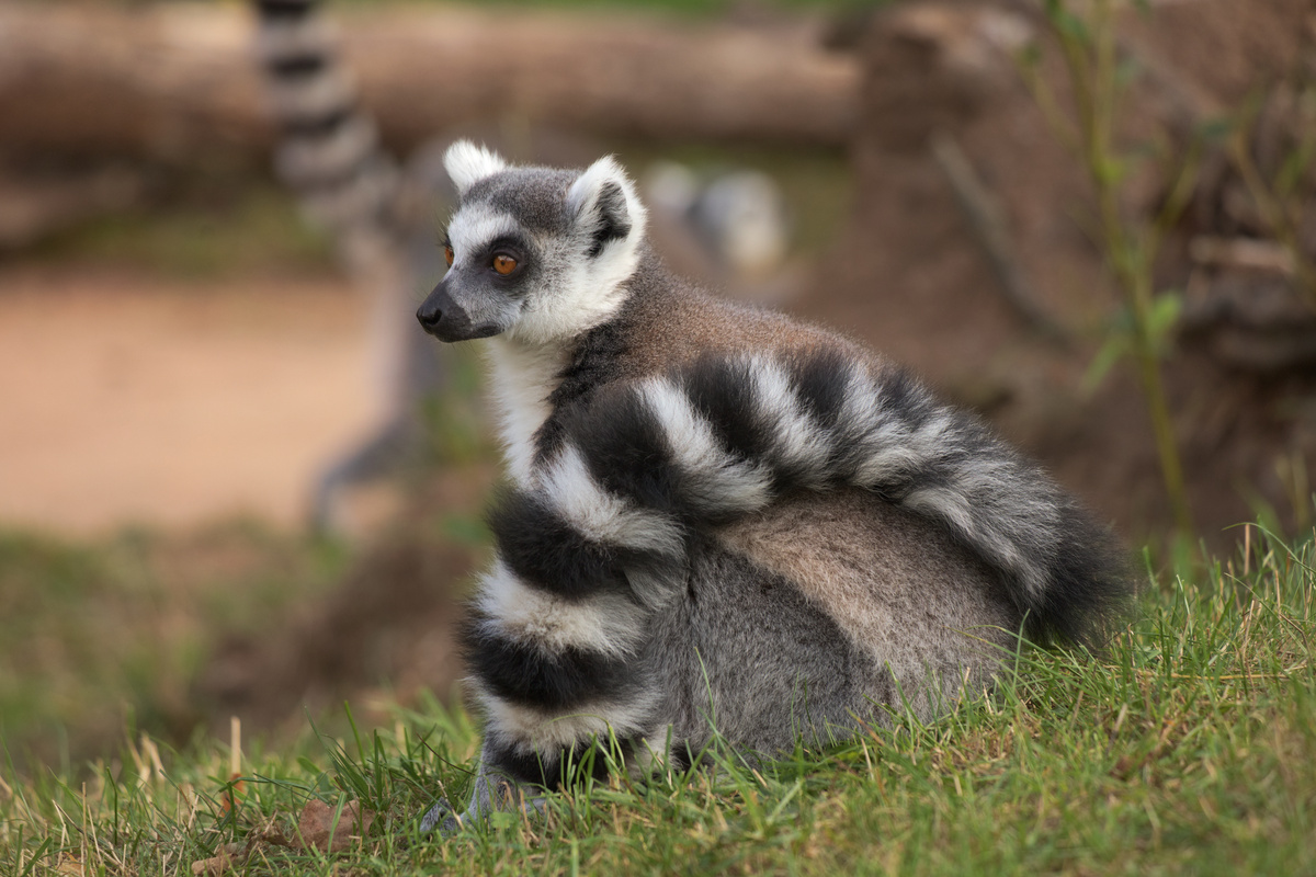Ein Katta sitzt auf dem Rasen und hat seinen langen Schwanz um sich gewickelt.