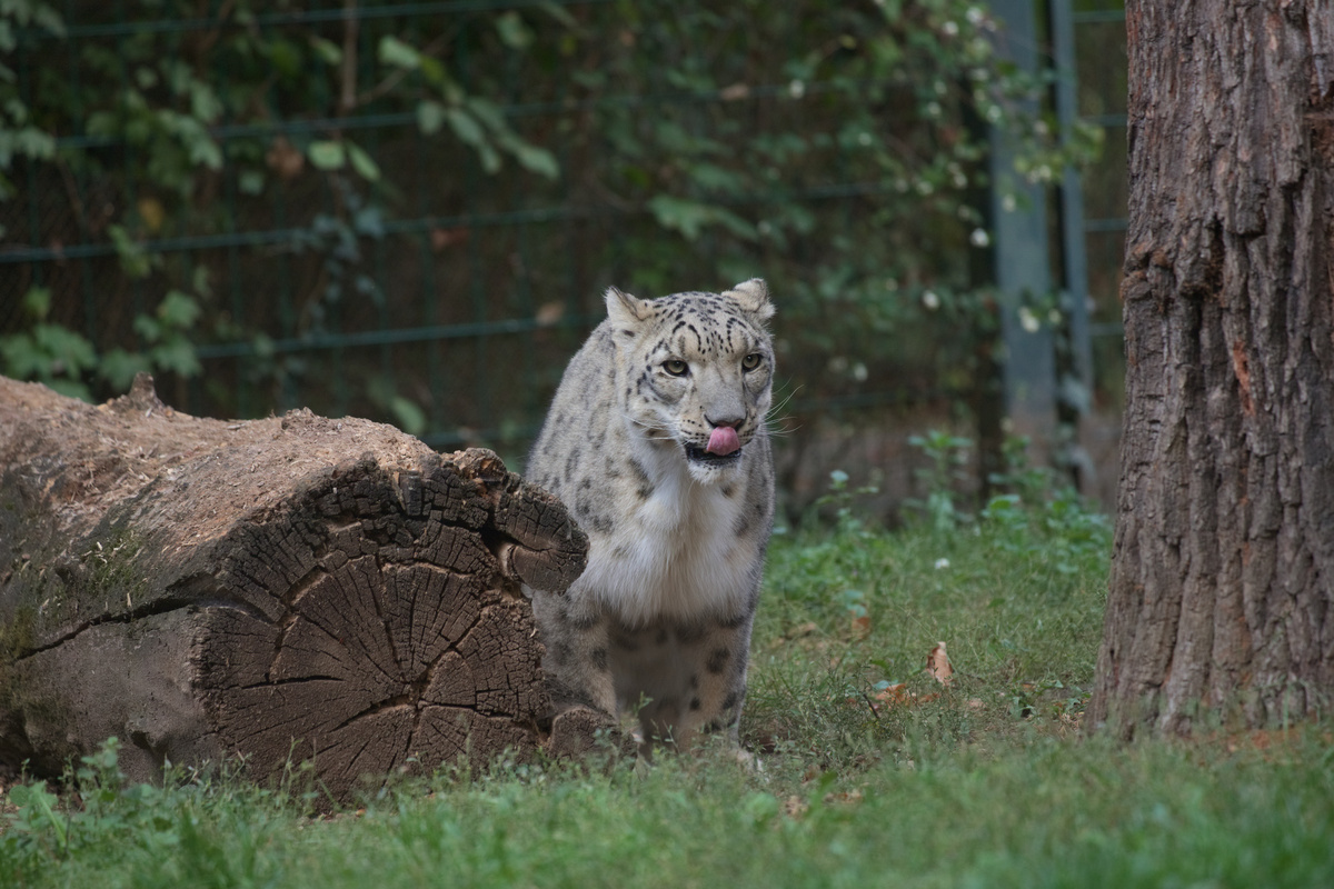Ein Schneeleopard sitzt neben einem großen Baumstamm und mlemt.