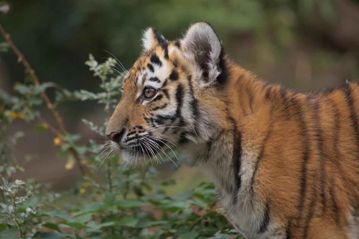 Ein junger Tiger steht und schaut nach vorne. Hinter ihm sind ein paar Büsche.
