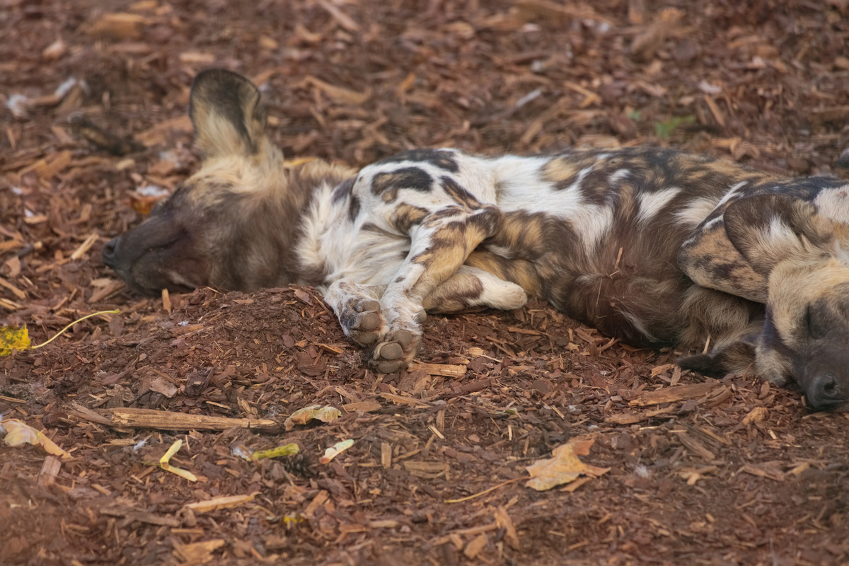 Ein AWD liegt auf der Seite und ist am Schlafen, der Fokus liegt auf den vor sich gestreckten Pfoten. Am rechten Bildrand ist noch der Kopf eines weiteren AWD zu sehen.