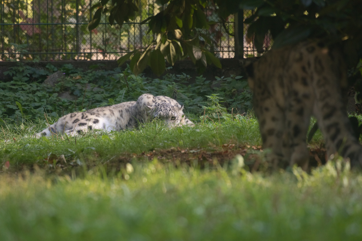 Ein Schneeleopard liegt weiter hinten in einem Gehege und schaut konzentriert nach vorne. Ein zweiter Schneeleopard im Vordergrund schleicht sich an den ersten heran.