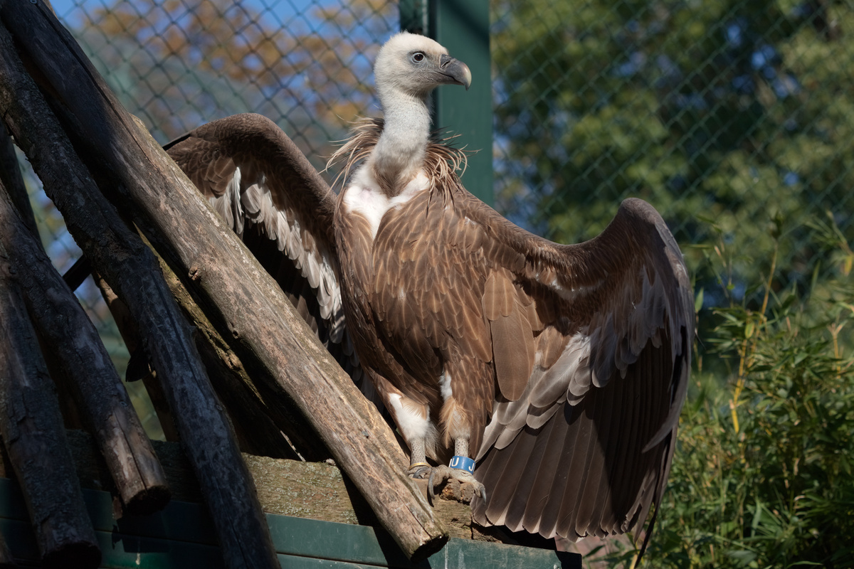 Ein Gänsegeier steht auf einem Stück Holz und hat seine Flügel ausgebreitet.