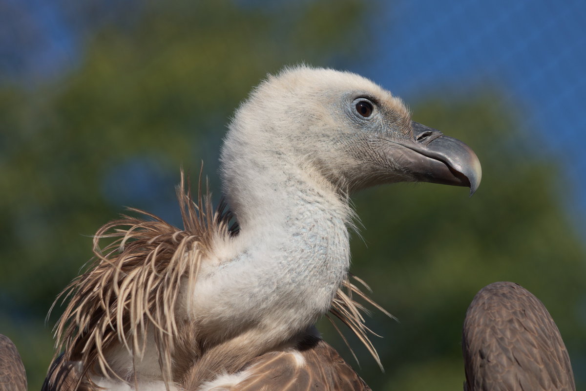 Der Kopf des Gänsegeiers in Nahaufnahme.