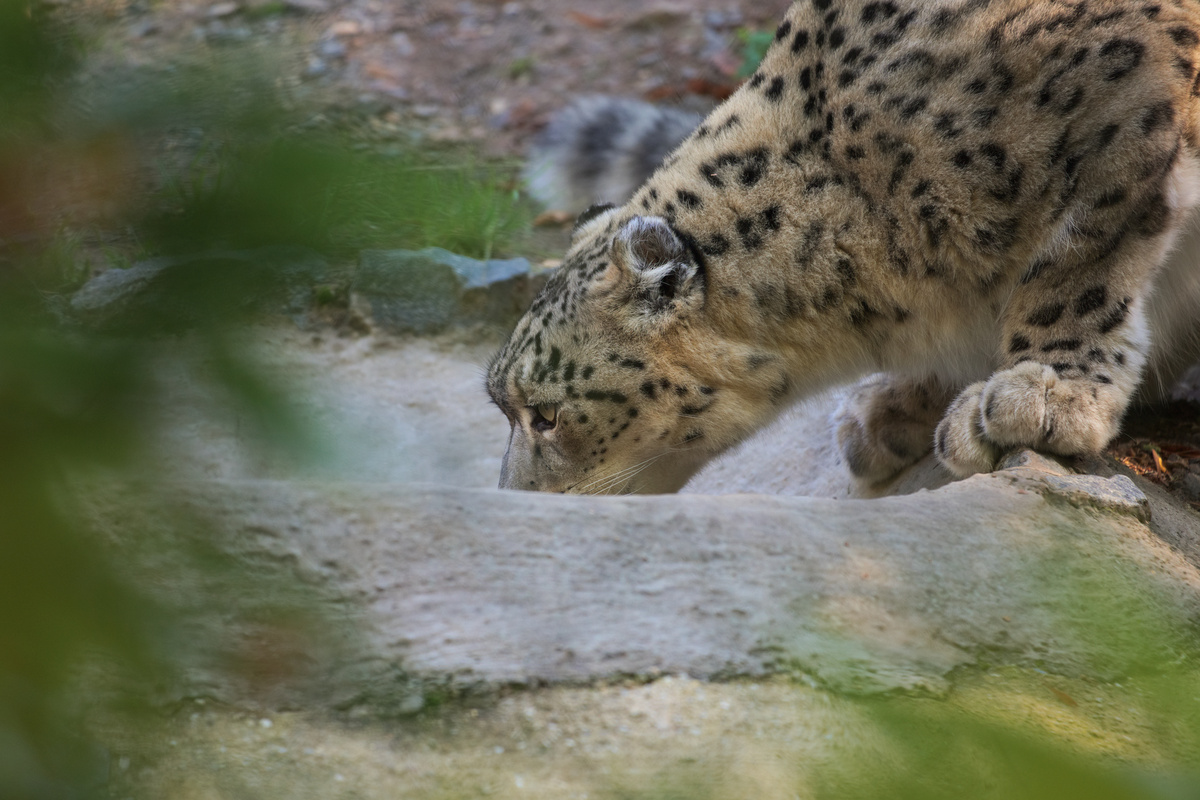 Ein Schneeleopard trinkt(?) aus einem kleinen Wasserbecken.