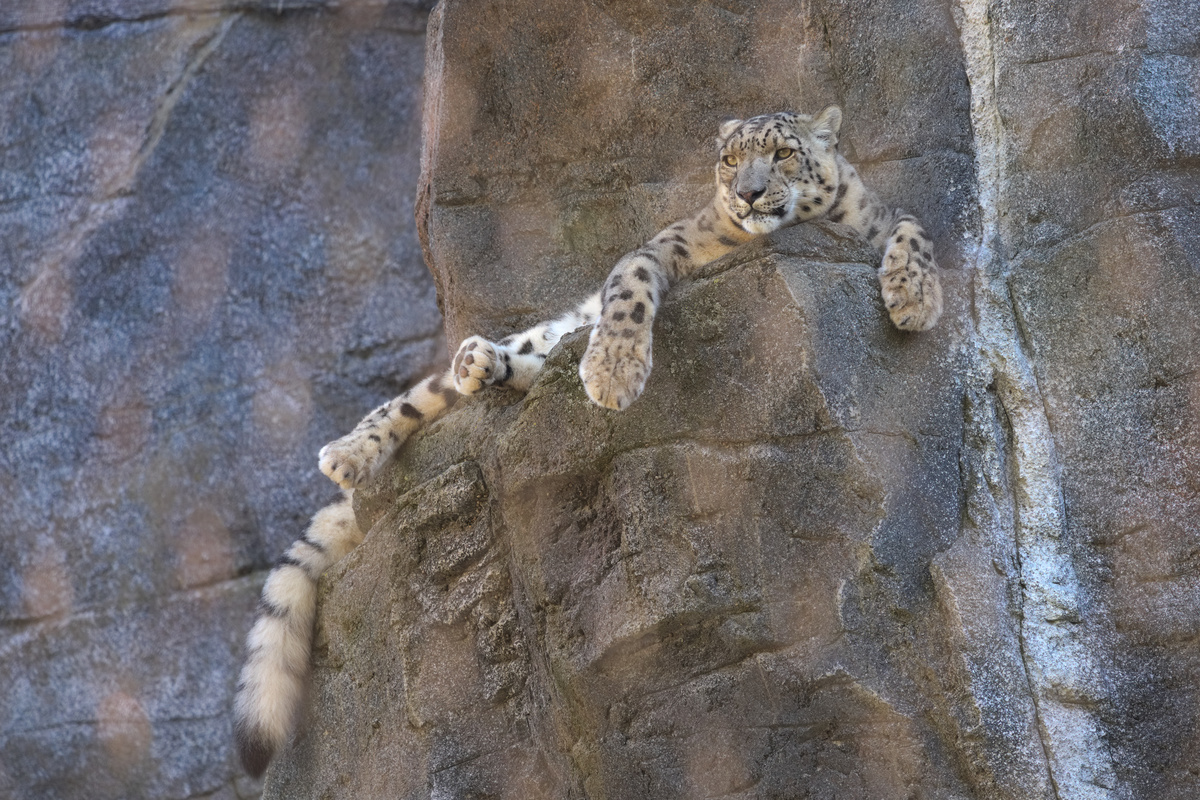 Ein Schneeleopard liegt auf einem Felsvorsprung und schaut in die Ferne. Sein Schwanz hängt vom Felsen herunter.