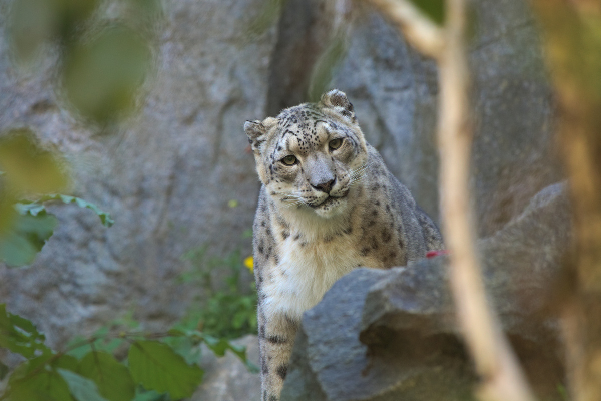 Ein Schneeleopard steht hinter einem großen Stein und schaut mit leicht geneigtem Kopf direkt in die Kamera.
