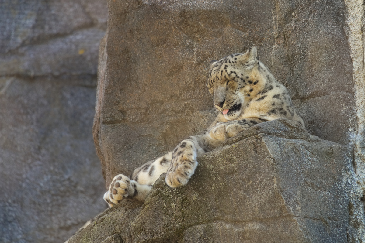 Der selbe Schneeleopard blept mit geschlossenen Augen.