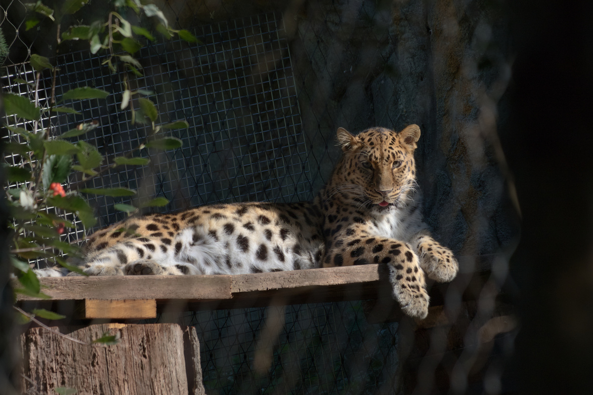 Eine Amurleopardin liegt auf einer Holzplattform, schaut direkt in die Kamera und blept.