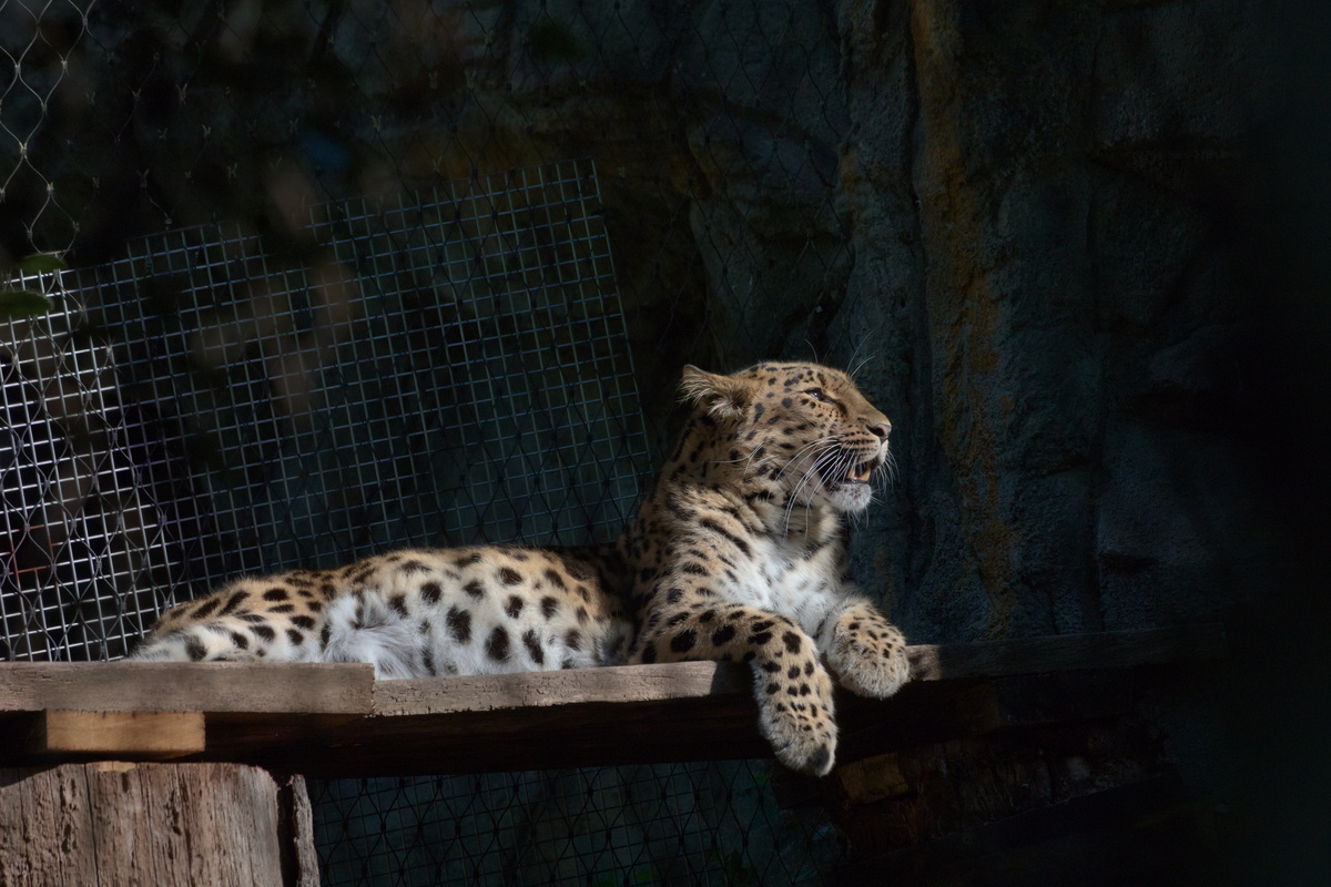 Die Amurleopardin schaut nach links in Richtung Sonne.