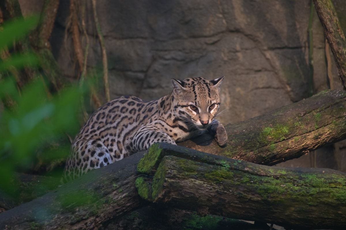 Ein Ozelot liegt auf zwei Baumstämmen und schaut nach vorne.